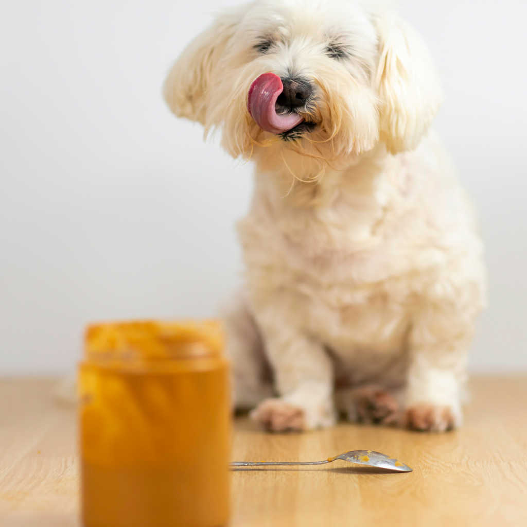 dog tasting peanut butter